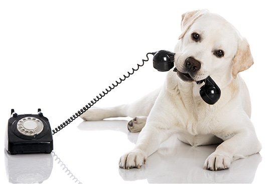 Labrador making a phone call.