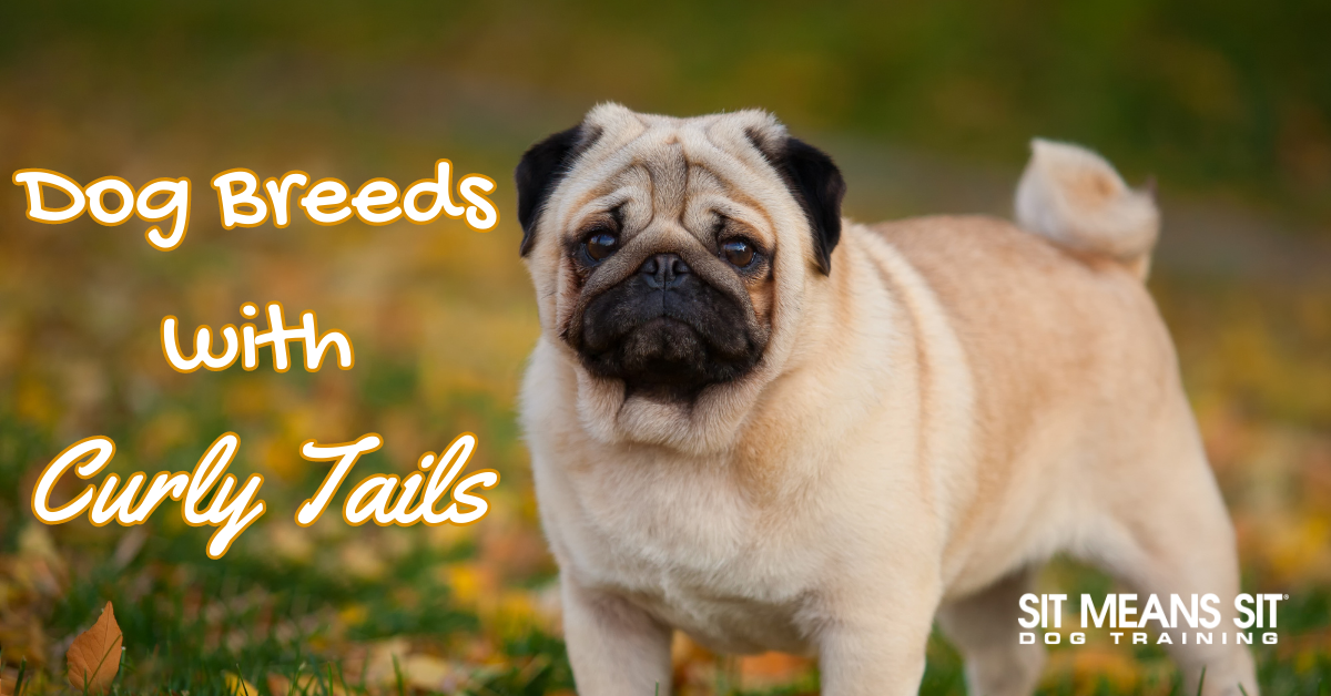 Adorable Dog Breeds with Curly Tails