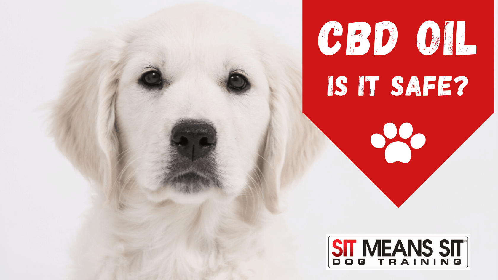 Is CBD oil for your dog safe?