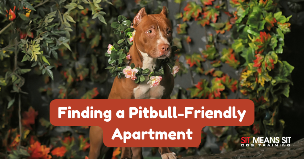 A Guide to Finding a Pit BullFriendly Apartment Sit Means Sit Dog
