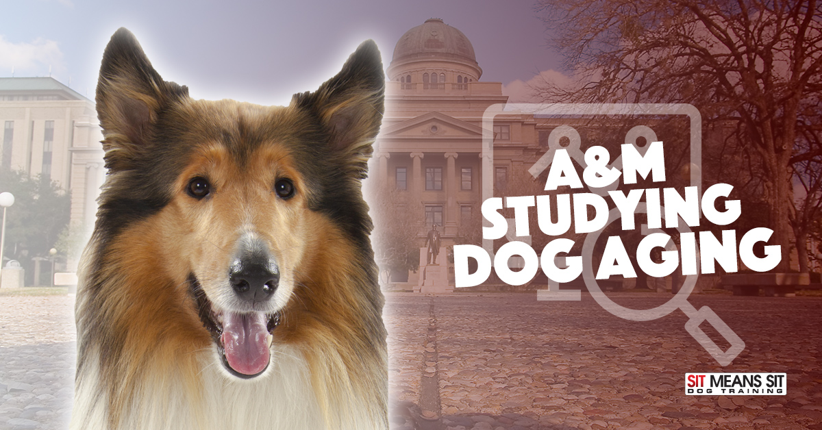 Researchers at A&M Studying Dog Aging Project