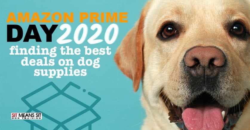 amazon labrador dog