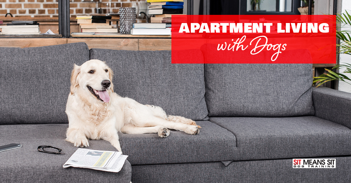 Apartment Living Tips with Dogs