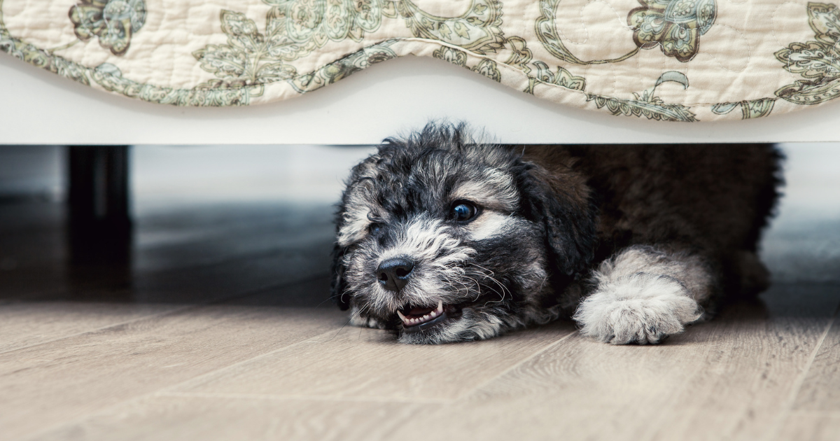 Why Does My Dog Sleep Under the Bed?