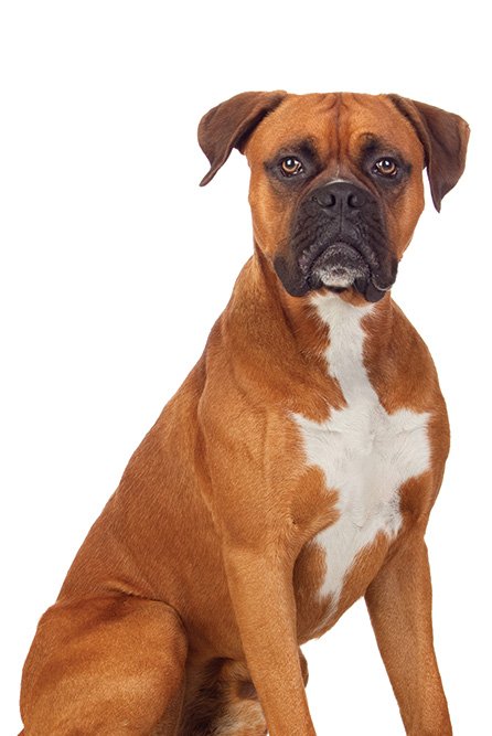 About Sit Means Sit Dog Training