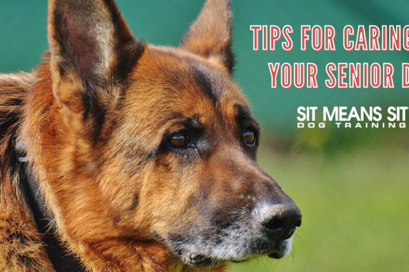 Tips for Caring for Your Senior Dog