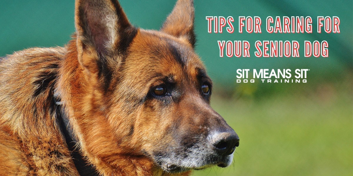 Tips for Caring for Your Senior Dog