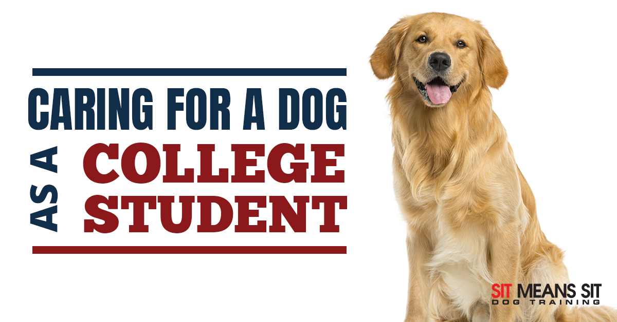 Tips for Caring for a Dog as a College Student