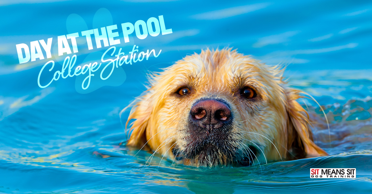 College Station Doggie Day at the Pool