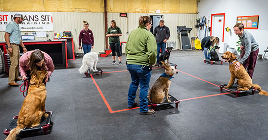 Easy Puppy Training Games  Sit Means Sit Dog Training Des Moines