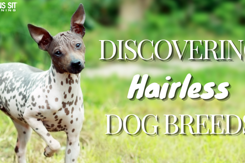 Discover These Wonderful Hairless Dog Breeds