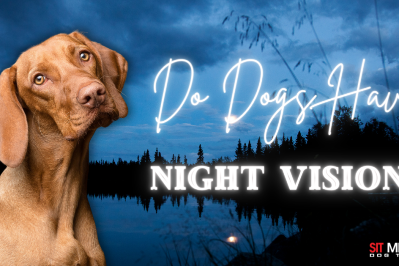 Do Dogs Have Night Vision?