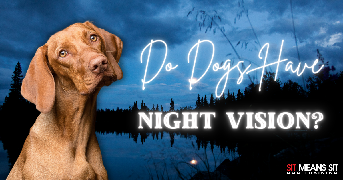 Do Dogs Have Night Vision?