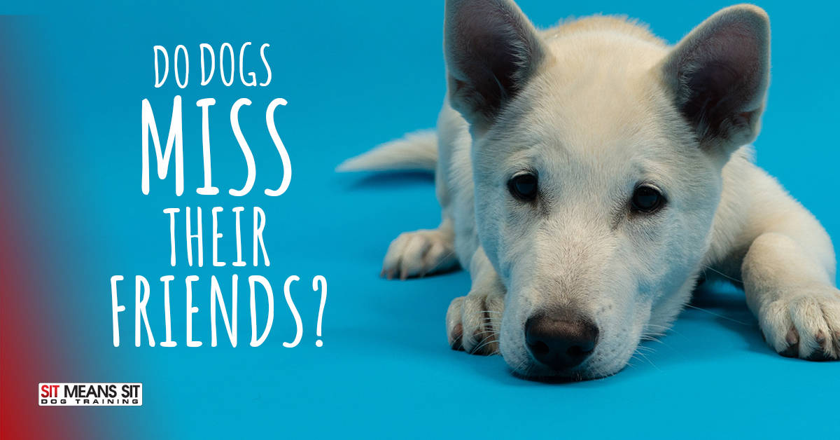 Do Dogs Miss Their Friends?