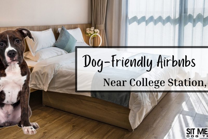 Dog-Friendly Airbnbs Near College Station