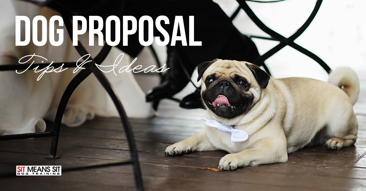 Including your dog in a marriage proposal.