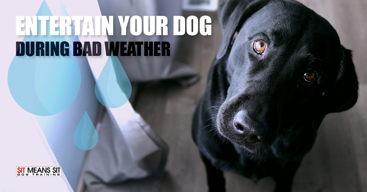 How to Keep Your Dog Entertained When the Weather is Bad