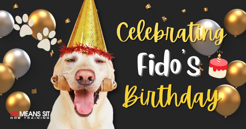 Fun Ways to Celebrate Your Dog's Birthday