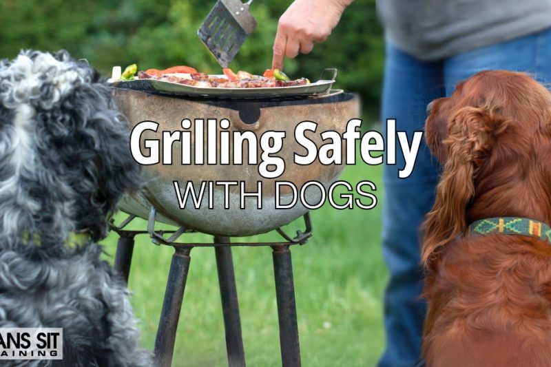 Grilling & Barbecue Safety Tips for Dog Owners