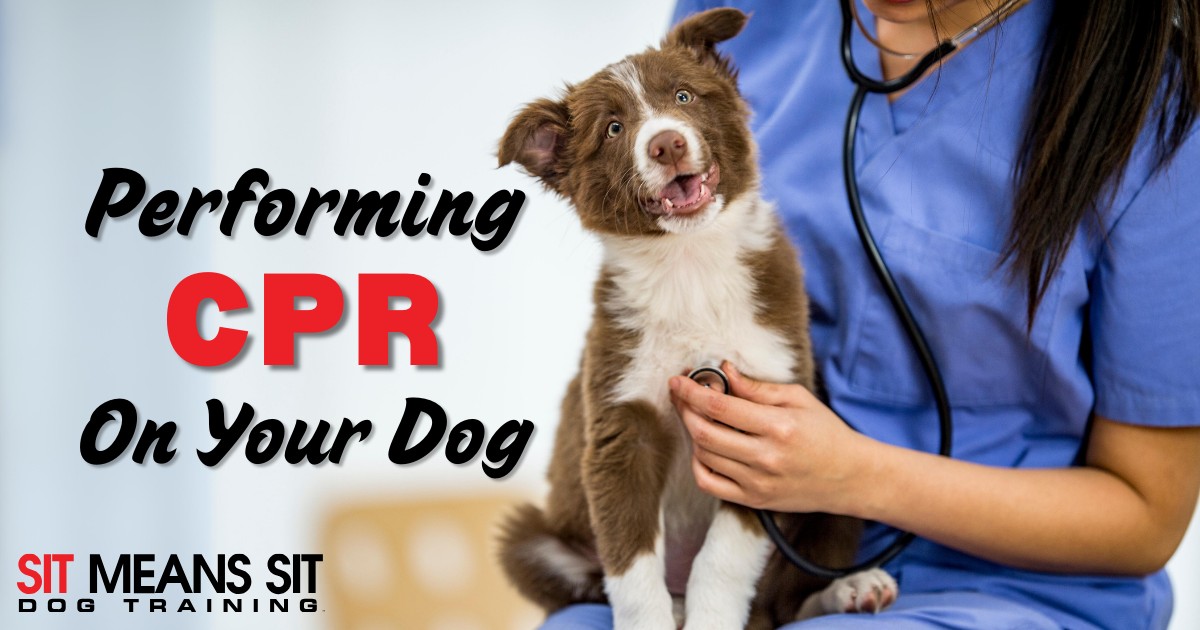 How Do You Perform CPR on a Dog?