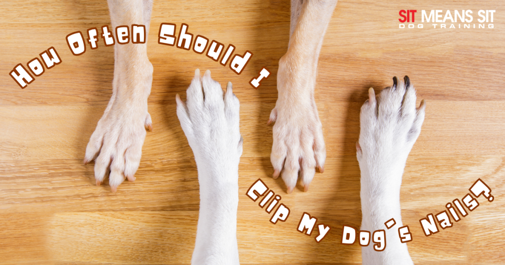 How Often Should I Clip My Dog's Nails? Sit Means Sit College Station