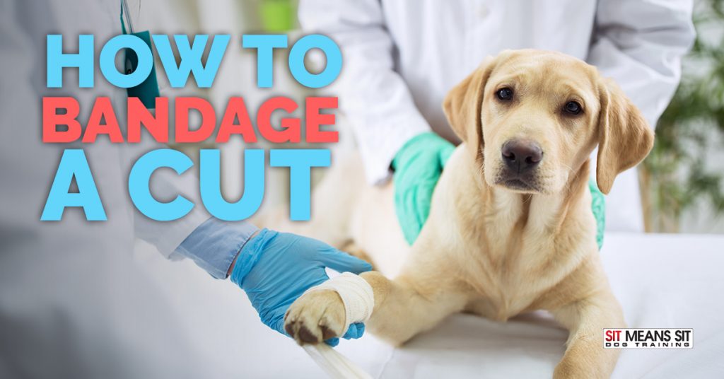 How to Bandage a Cut on a Dog Sit Means Sit Dog Training
