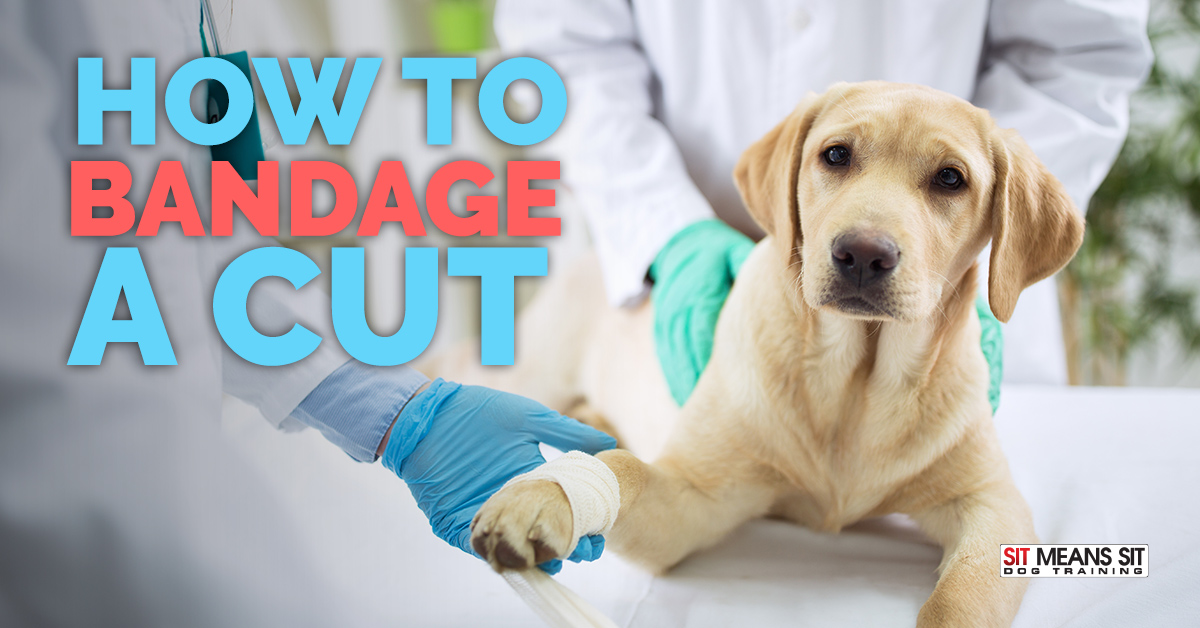 How to Bandage a Cut on a Dog - Sit Means Sit College Station