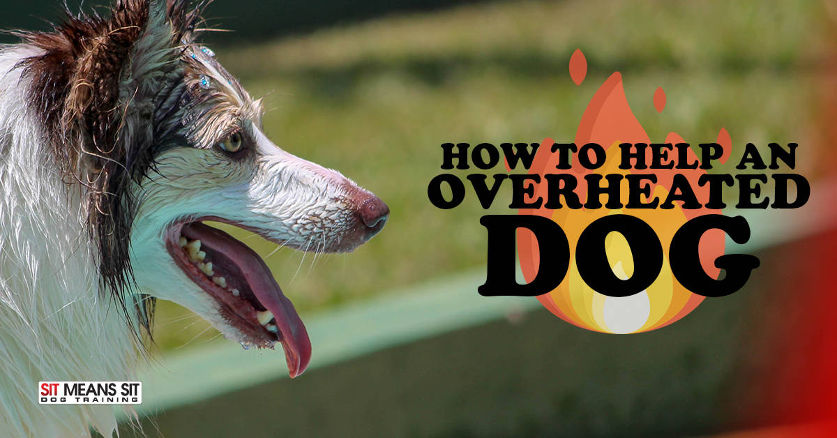 How to Help an Overheated Dog
