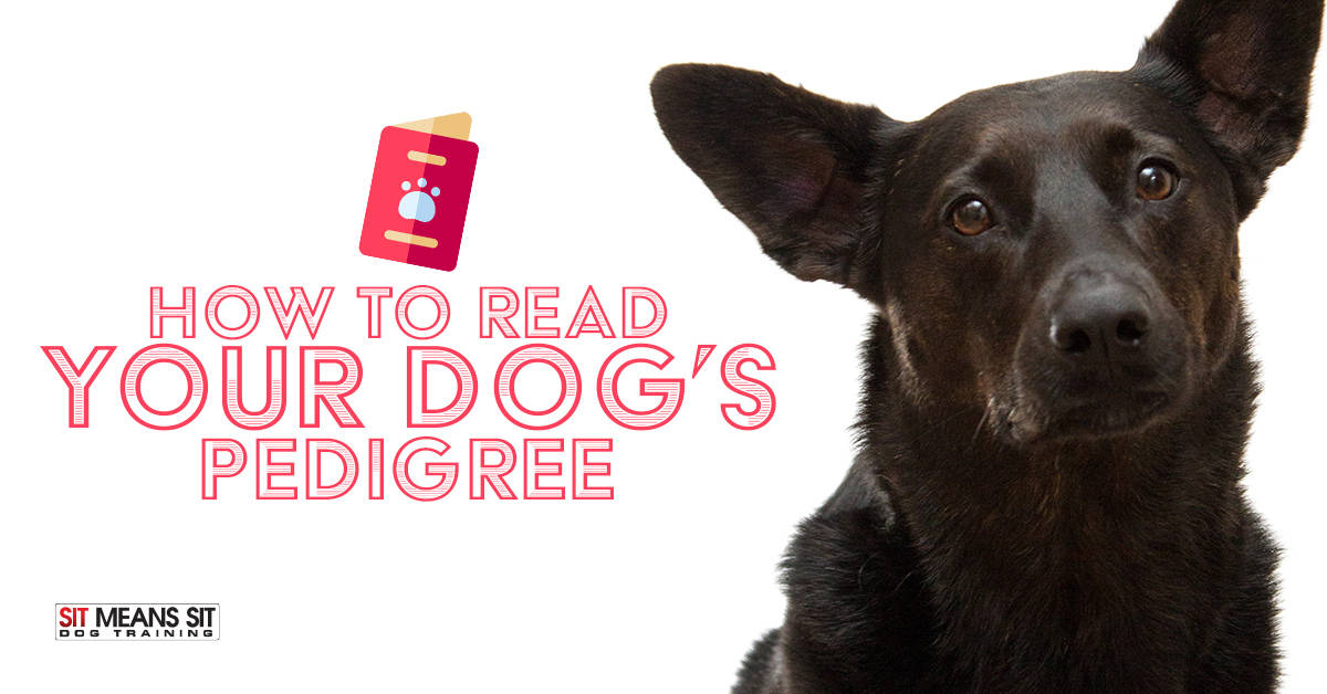 How To Read Your Dog's Pedigree