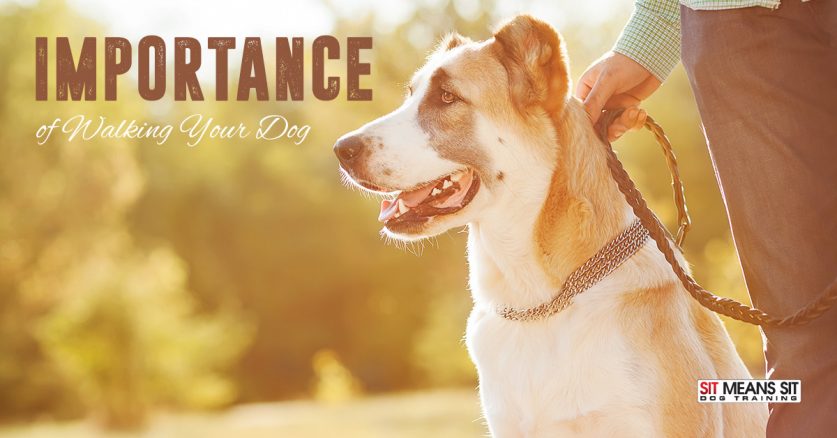 dog walking important why importance