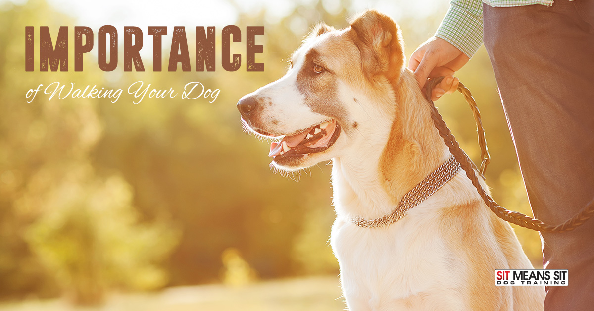 The importance of walking your dog.