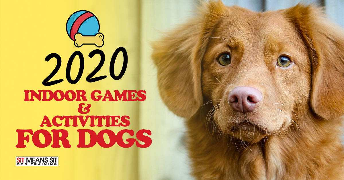 Indoor Games & Activites for Dogs in 2020
