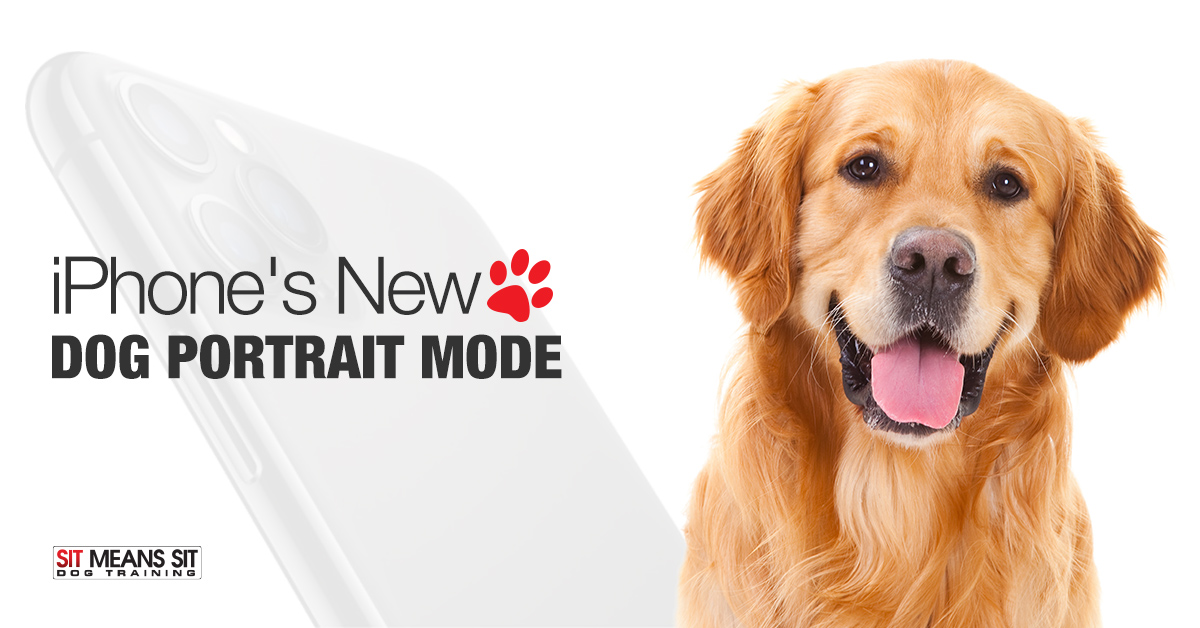 iPhone's New Dog Portrait Mode