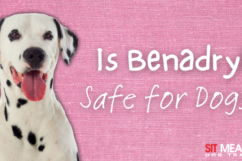 Is Benadryl Safe for Dogs?