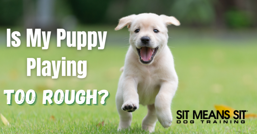 IS My Puppy Playing Too Rough?