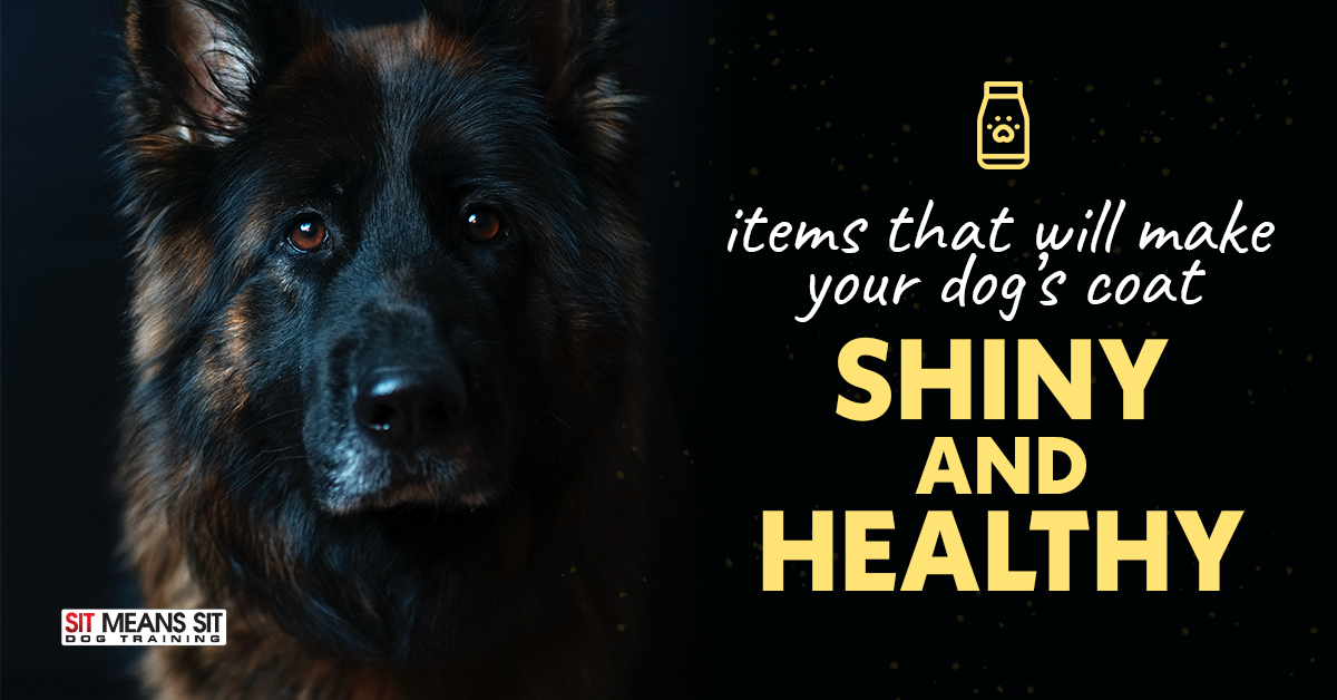 Items That Will Help Make Your Dog’s Coat Shiny And Healthy