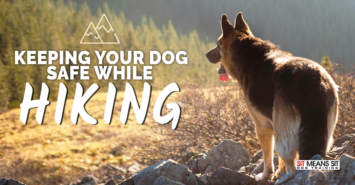 Keeping Your Dog Safe while Hiking
