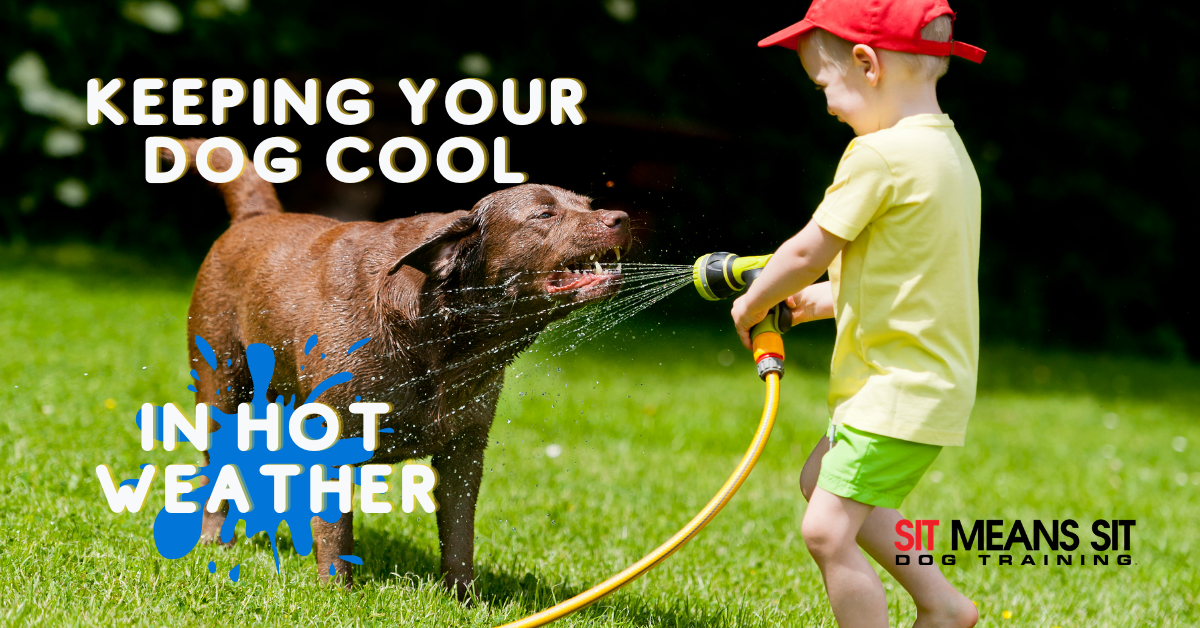 Keeping Your Dog Cool in Hot Weather