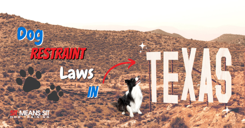 New Texas Law on Dog Restraints