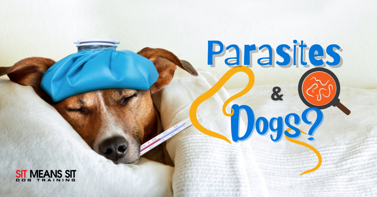 Parasites In Dogs