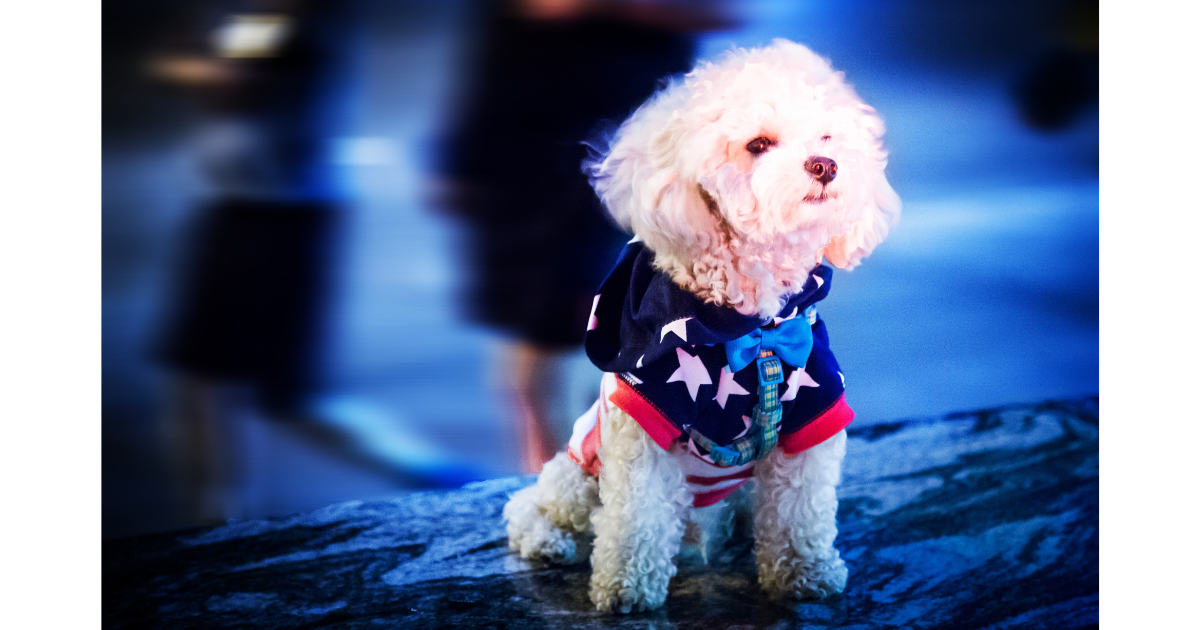 Helping Fido Stay Calm During Fireworks