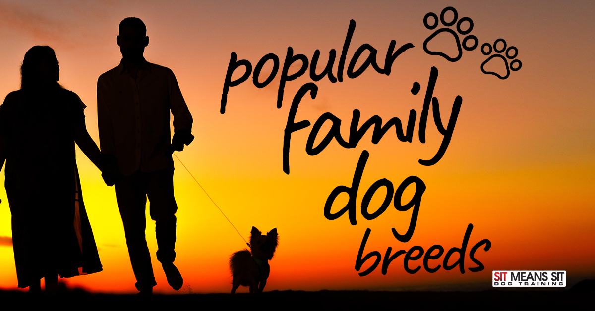 Popular Family Dog Breeds