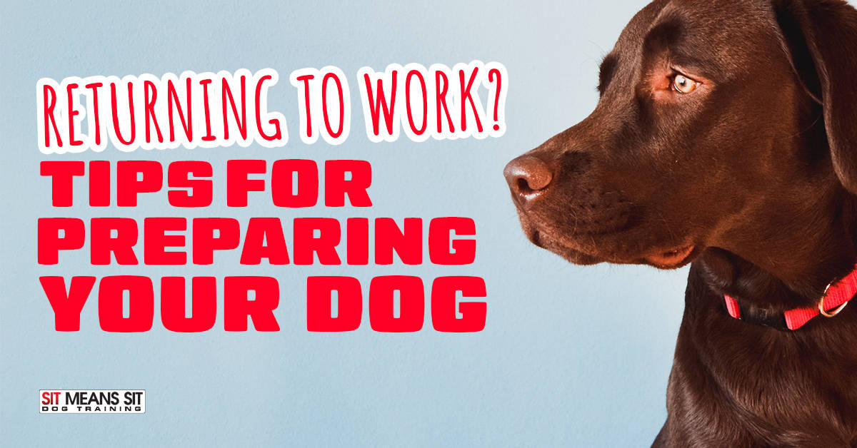 Returning to Work? Tips for Preparing Your Dog