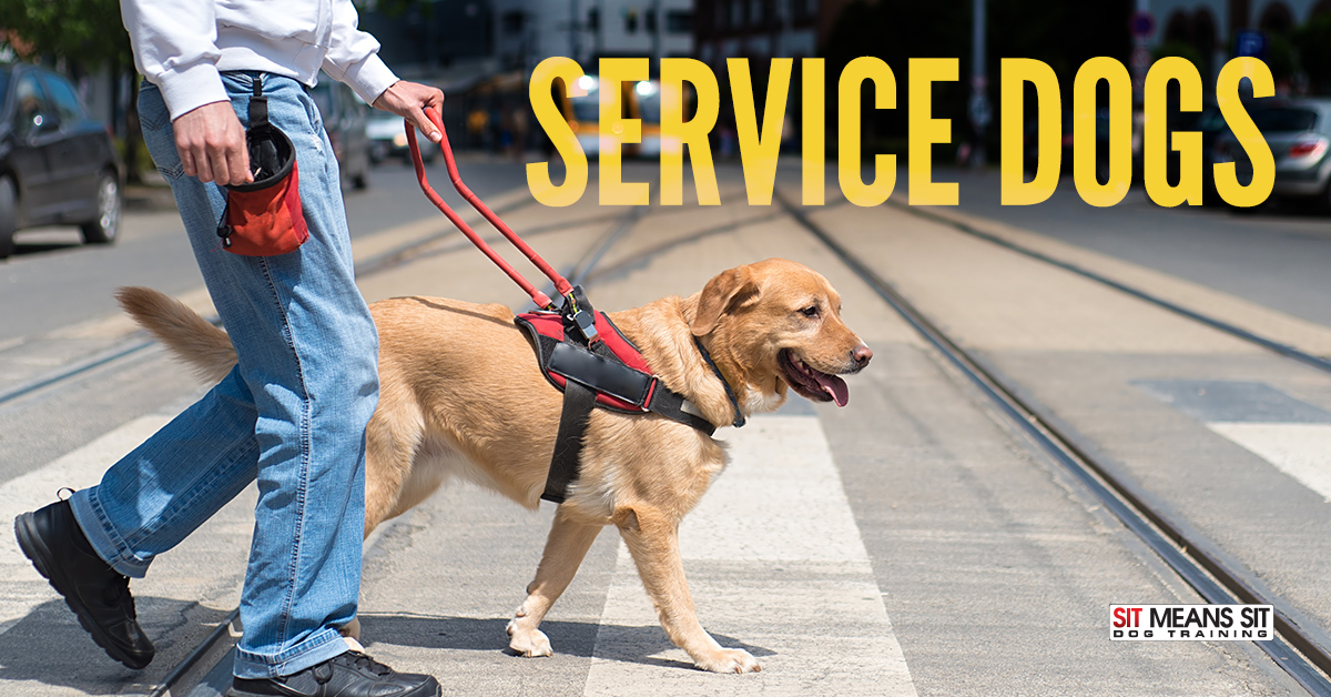 How to act around service dogs.