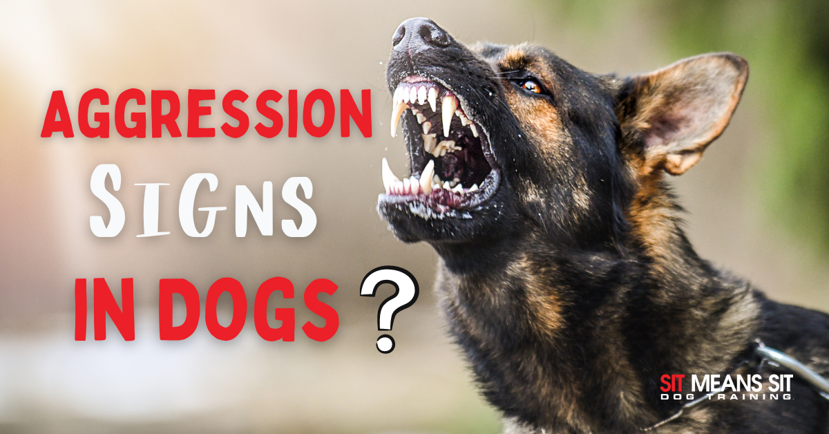 Signs of Aggression to Look for in Your Dog