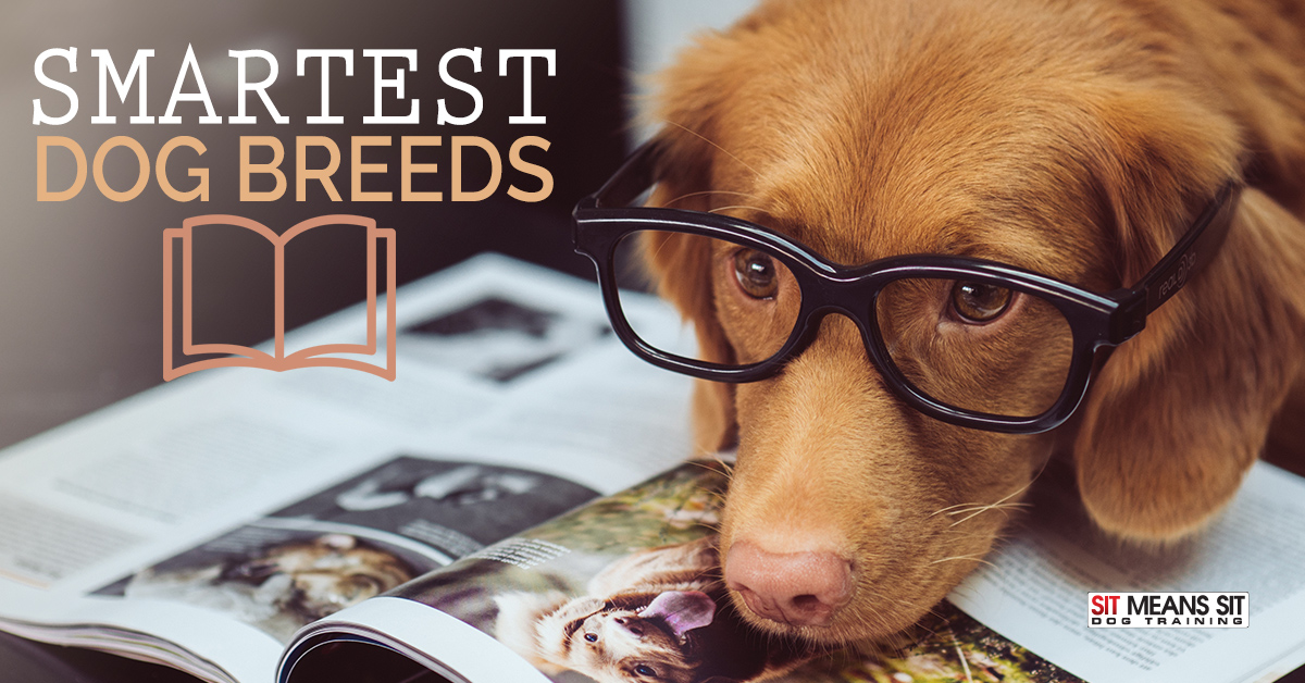What are the Smartest Dog Breeds?