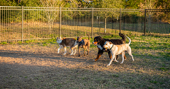 College Station Doggie Day Care