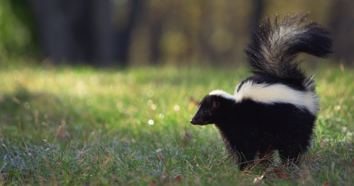 Tips for Getting Skunk Smell Off Your Dog