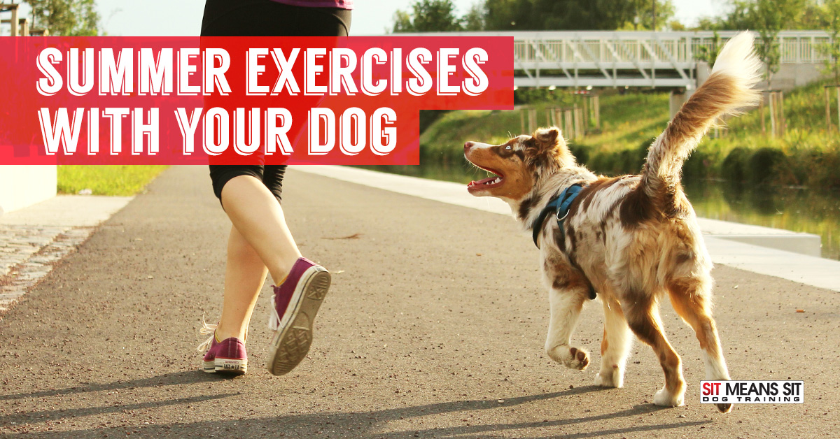 Summer exercises with your dog.