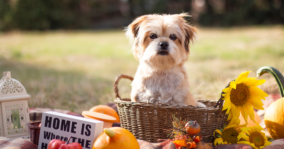 Making Your Dog Their Own Thanksgiving Plate